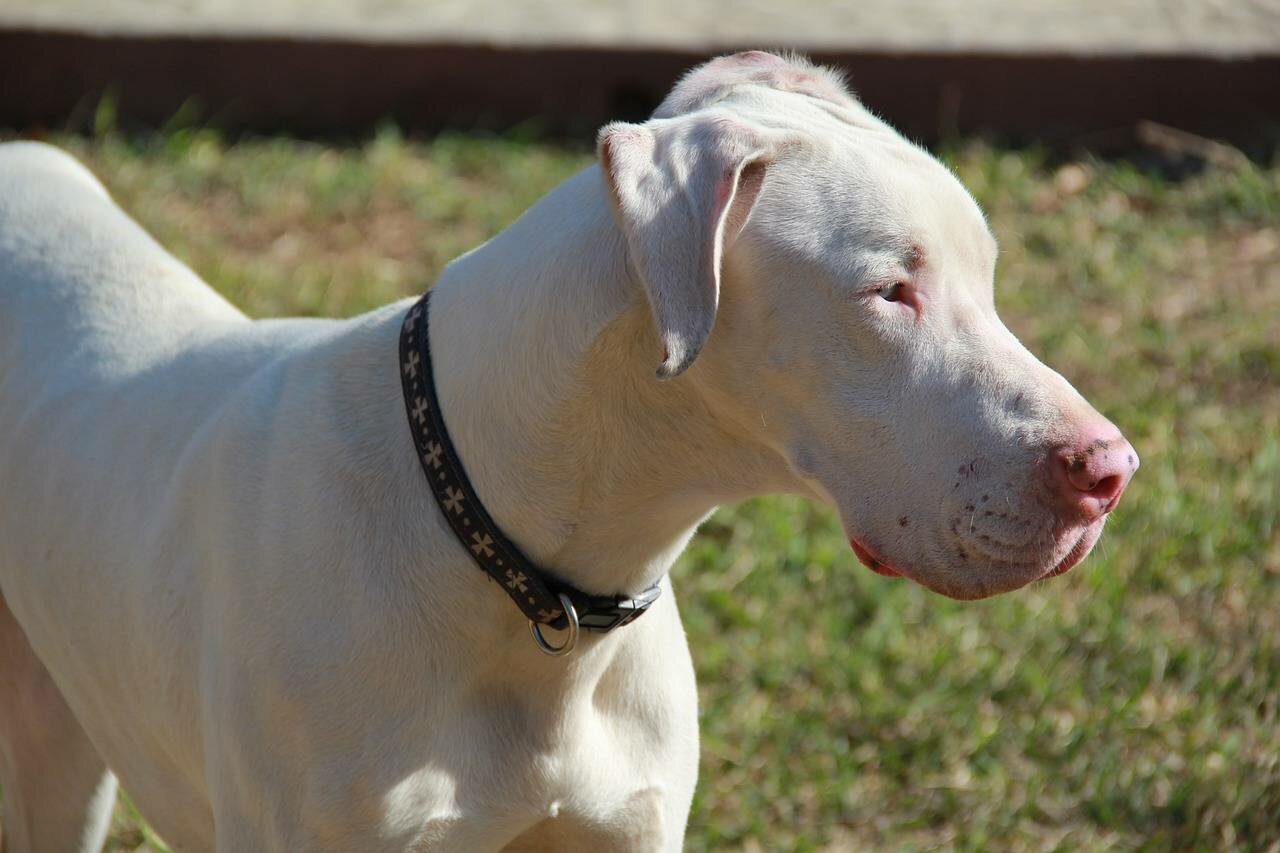 white great dane