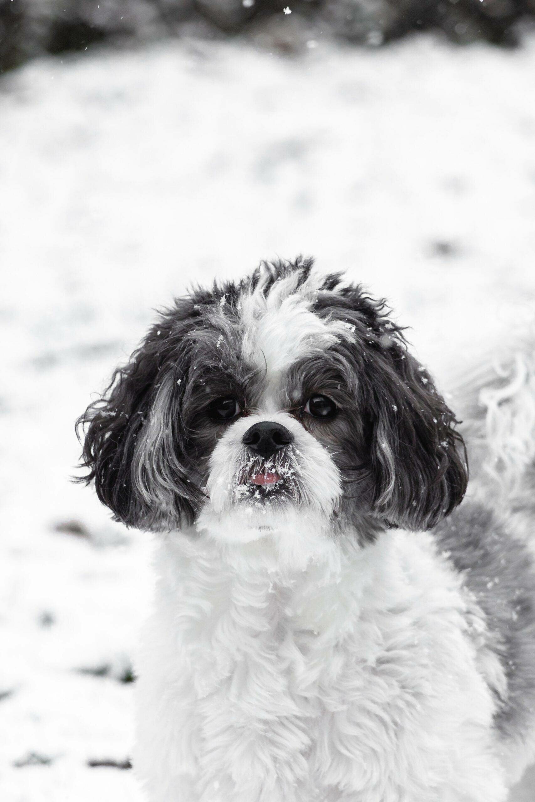 black and white goldendoodle